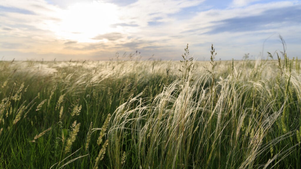 Native grasses in a field