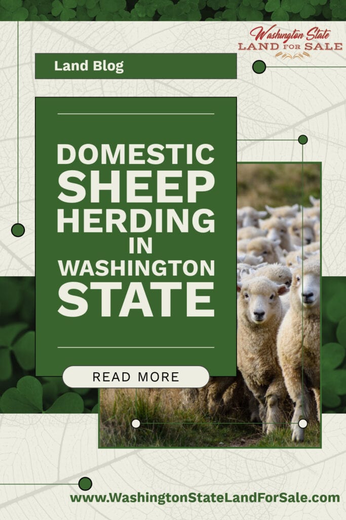 poster for blog article about domestic sheep herding in washington state in the US pacific northwest